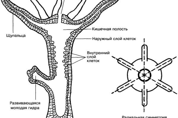 Black sprut что это такое